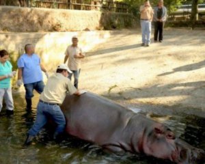 Бегемот Густавіто помер після нападу в зоопарку