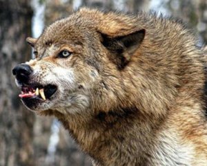 Мисливці полювали на козуль, сподіваючись постріляти вовків