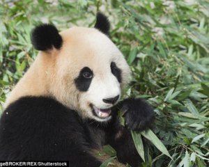 Фермери скаржаться на кровожерливу панду