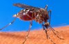 Вірус Зіка можуть переносити десятки комах - екологи