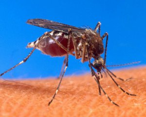 Вірус Зіка можуть переносити десятки комах - екологи