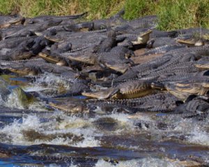 Сотни аллигаторов собрались на водопой