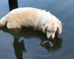 Собака навчився рибалити використовуючи приманку