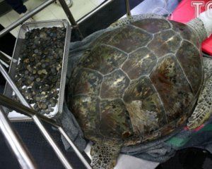 Прооперировали черепаху, которая съела 915 монет