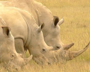 Браконьеры застрелили носорога в зоопарке