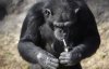 Шимпанзе с сигаретой и собаки в клетках - показали гигантский зоопарк в столице Северной Кореи