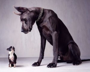 Размеры собаки влияют на возраст