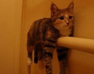 Кличка просять вимкнути опалення