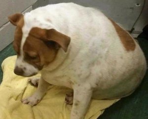Собака схудла на 16 кг завдяки дієті і вправам