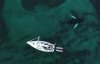 Дайвер плавает с китами-убийцами под полярным сиянием