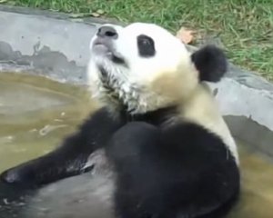 Доглядальники показали, як панди люблять купатися