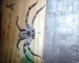 Гігантська павучиха налякала інтернет