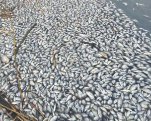 Сотні кілограмів риби загинули в нечистотах