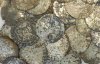 Нашли уникальный клад средневековых монет