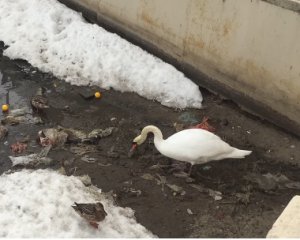 Лебедь чистил озеро от мусора