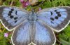 Коллекционера признали виновным в убийстве бабочки