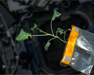 NASA будет выращивать растения в космосе