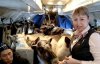 У Росії літаком перевезли стадо оленів