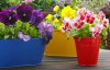 Квіти на балкон - пропозиції на чотири сторони світу