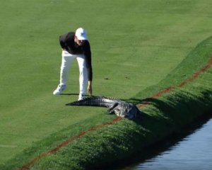 Игрок в гольф выгнал аллигатора с поля