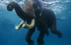 В сети показали фото легендарного слона, плавающего в Индийском океане