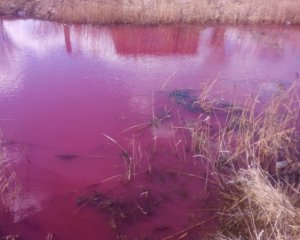 Вода в озері стала рожевого кольору
