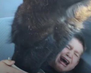 Голодная лама довела мальчика до истерики в сафари-парке