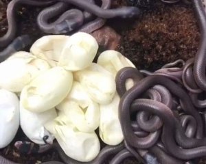 Рождение смертельно опасных змей сняли на видео