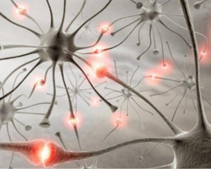 Ученые сшивать нервные клетки