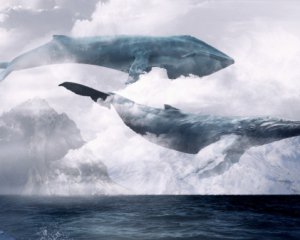 Сині кити: школярка намагалась стрибнути з даху, виконуючи завдання &quot;групи смерті&quot;
