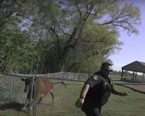Корова напала на поліцейського - відео
