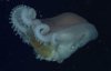 Осьминоги используют медуз как оружие