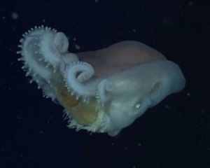 Восьминоги використовують медуз як зброю
