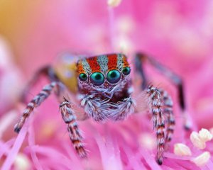 Павуки можуть знищити людство за рік