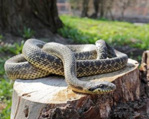 У Києві на дитячому майданчику спіймали змію