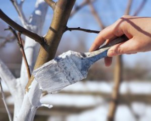 Заборонили білити дерева і бордюри