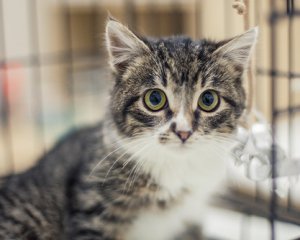 Депутати вирішили, як карати за знущання над тваринами