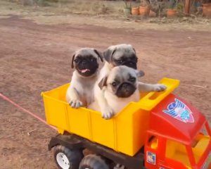 Найкумедніше відео: малюк створив "потяг" для п'ятьох своїх цуценят