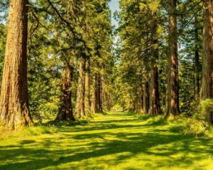 Ученые подсчитали сколько в мире есть видов деревьев