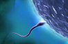 Обнаружили необычные свойства сперматозоидов