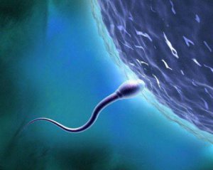 Обнаружили необычные свойства сперматозоидов