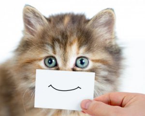 Україна посіла друге місце в рейтингу любові до котів