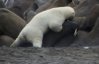 Голодный белый медведь напал на стаю моржей