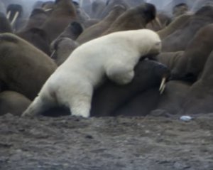 Голодный белый медведь напал на стаю моржей