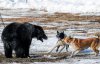Жестокие развлечения россиян: на медведицу натравливают собак