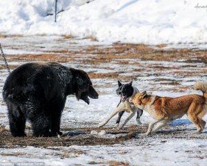 Жорстокі розваги росіян: на ведмедицю нацьковують собак