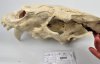 Археологи знайшли череп шаблезубої кішки