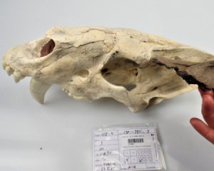 Археологи нашли череп саблезобой кошки