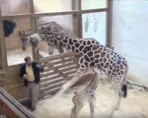 Материнський інстинкт: жирафиха кумедно розібралася з ветеринаром