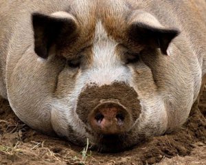 Органы для людей будут брать у свиней